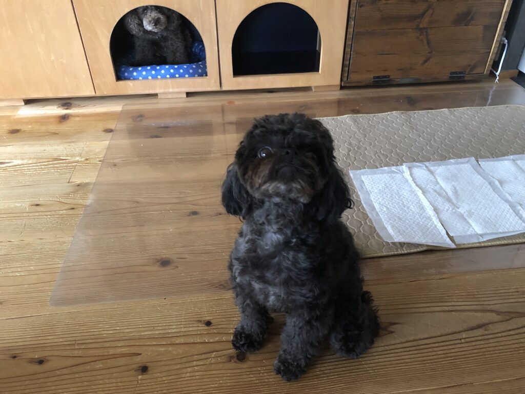 収納付きのドックハウス - 4ドッグハウス付きキャビネット 1024x768